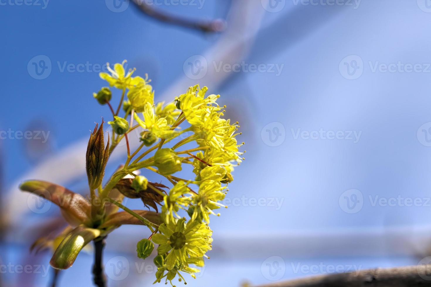 árvore de bordo de primavera foto