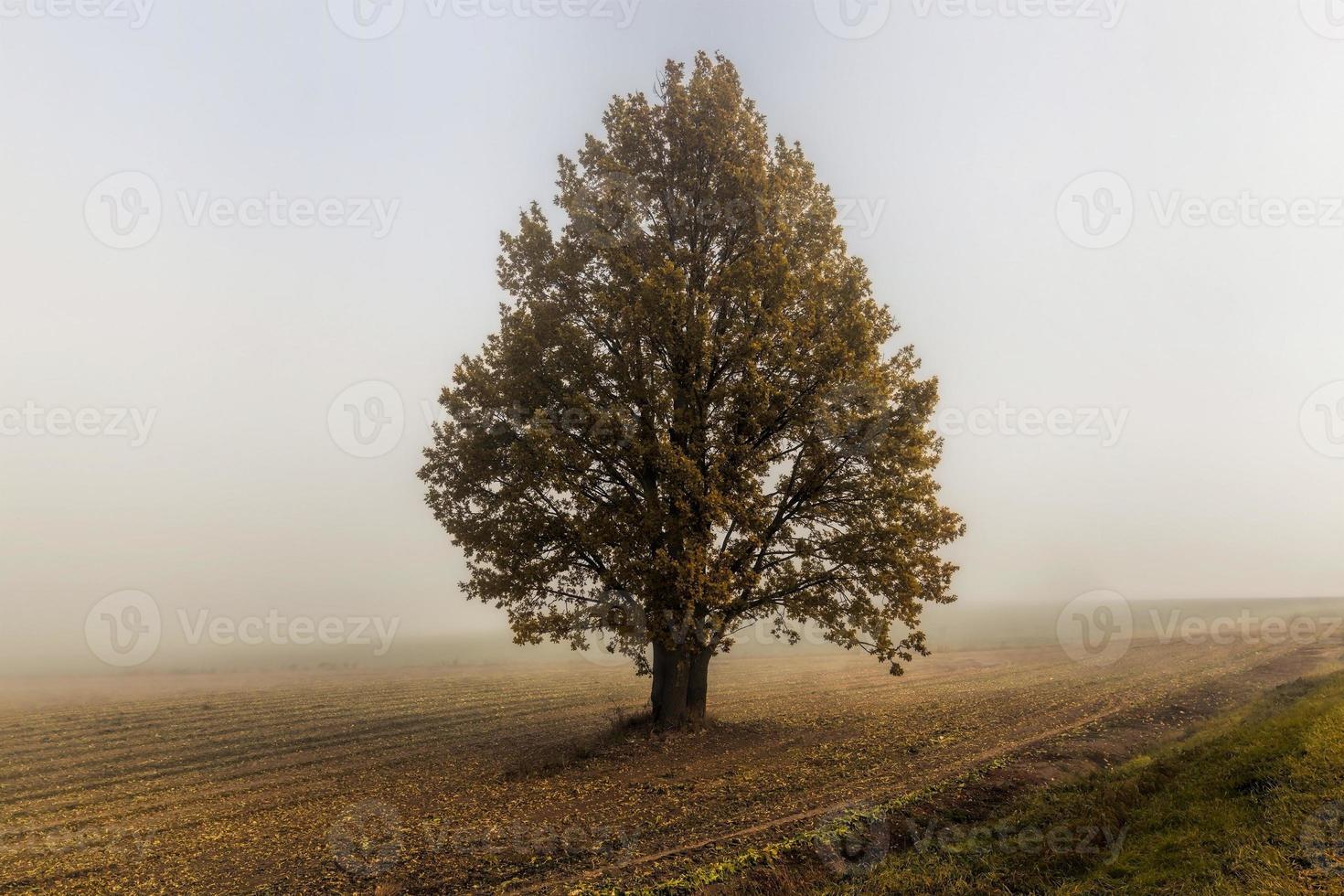 outono europeu, campo foto