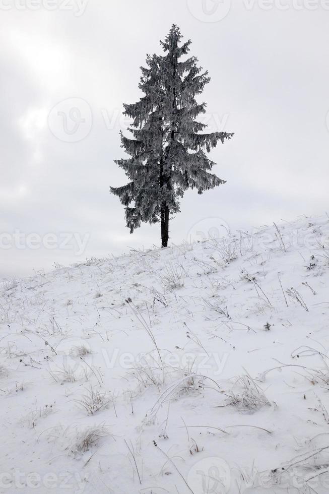 inverno e árvore foto