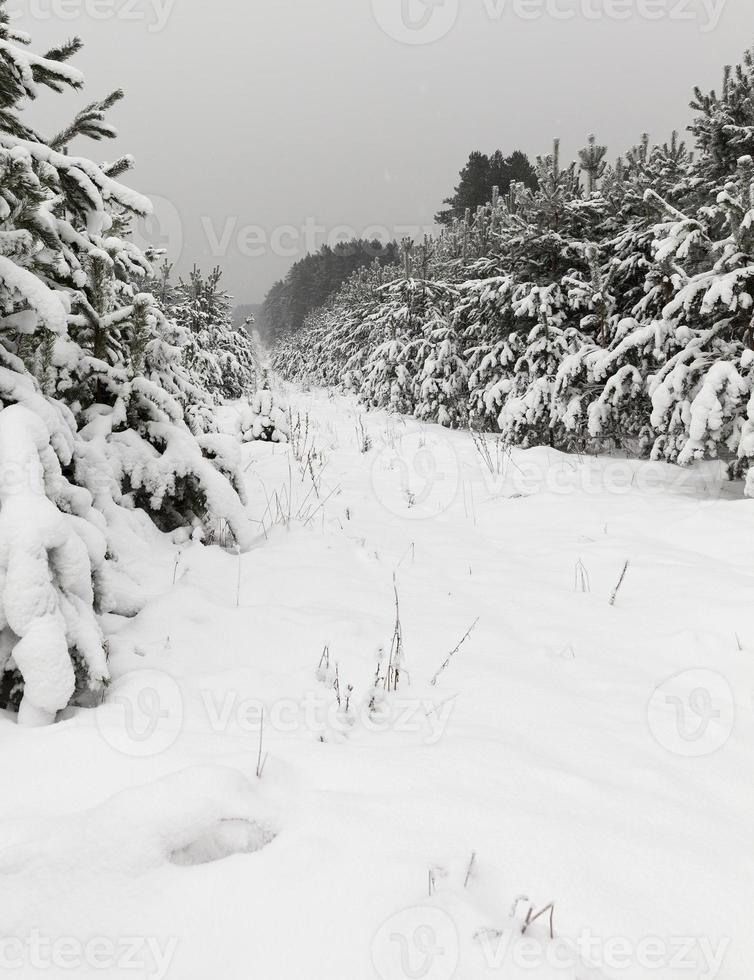 árvores na floresta no inverno foto