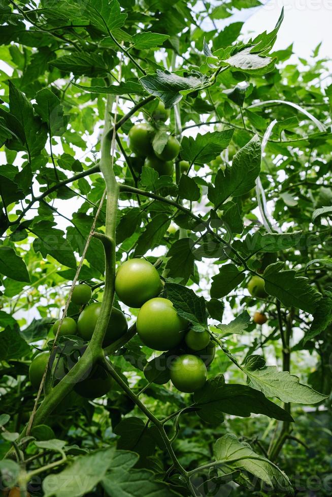 amadurecimento de frutos de tomate entre folhagem verde em uma estufa em um dia de verão foto