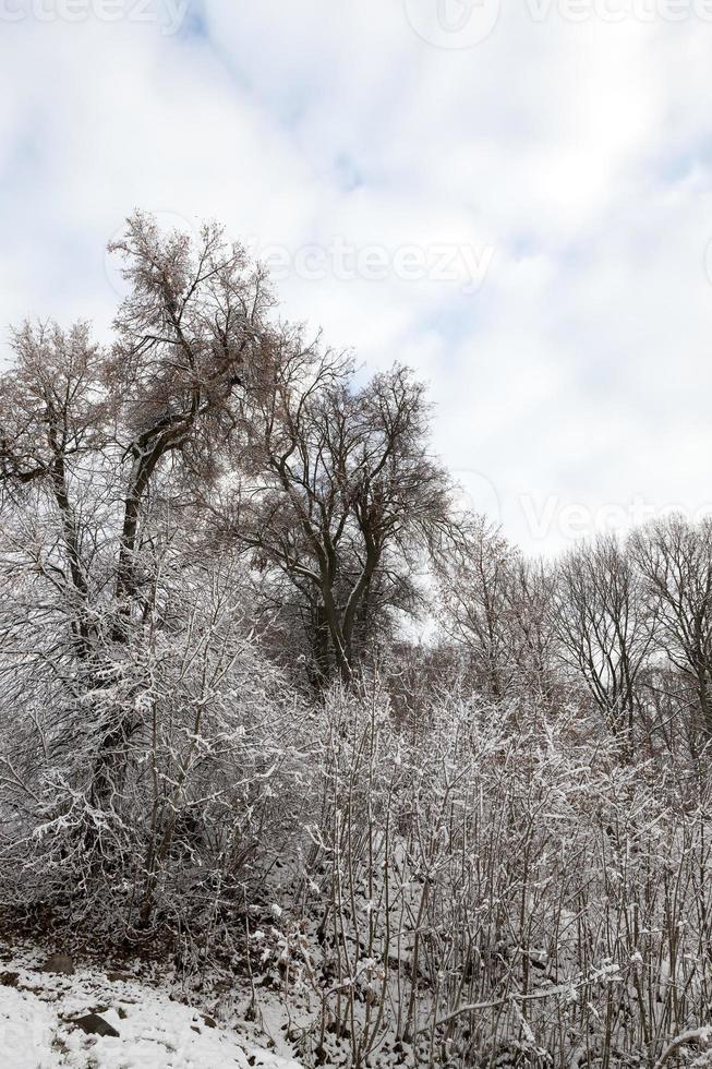 neve no inverno foto