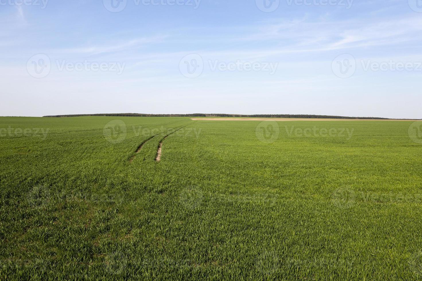 germe de trigo no campo agrícola foto