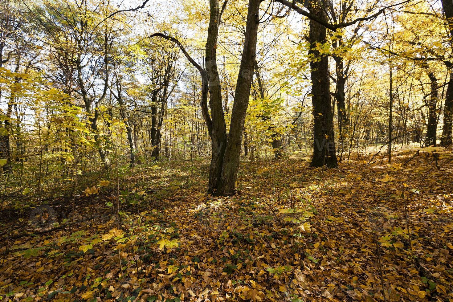 floresta de outono, bielorrússia foto