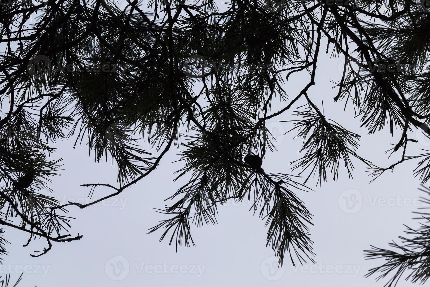 floresta de inverno, close-up foto