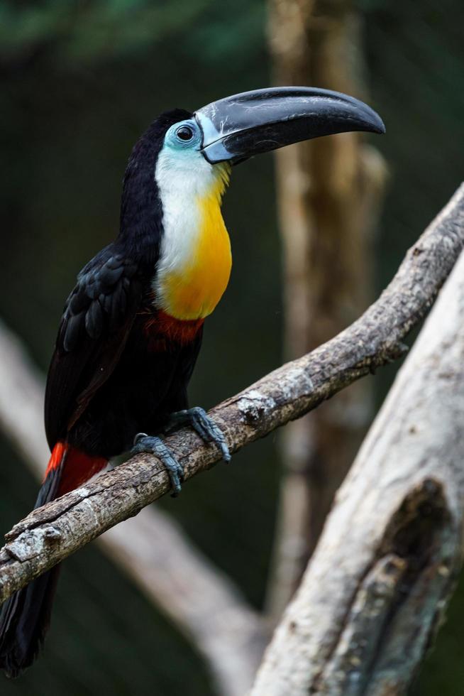 canal faturado tucano foto