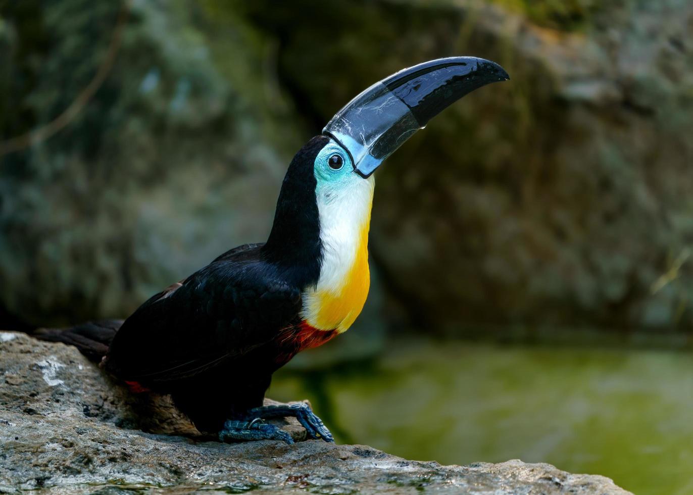 canal faturado tucano foto