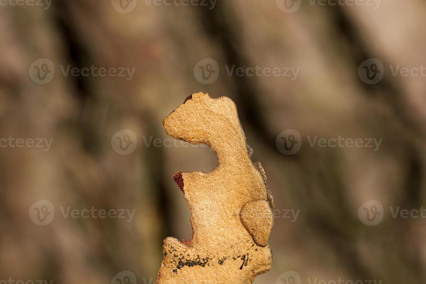 detalhes de uma árvore foto