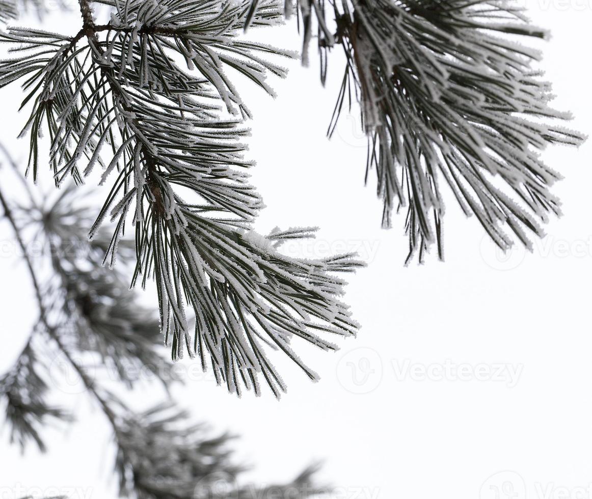 tempo de inverno, árvore foto