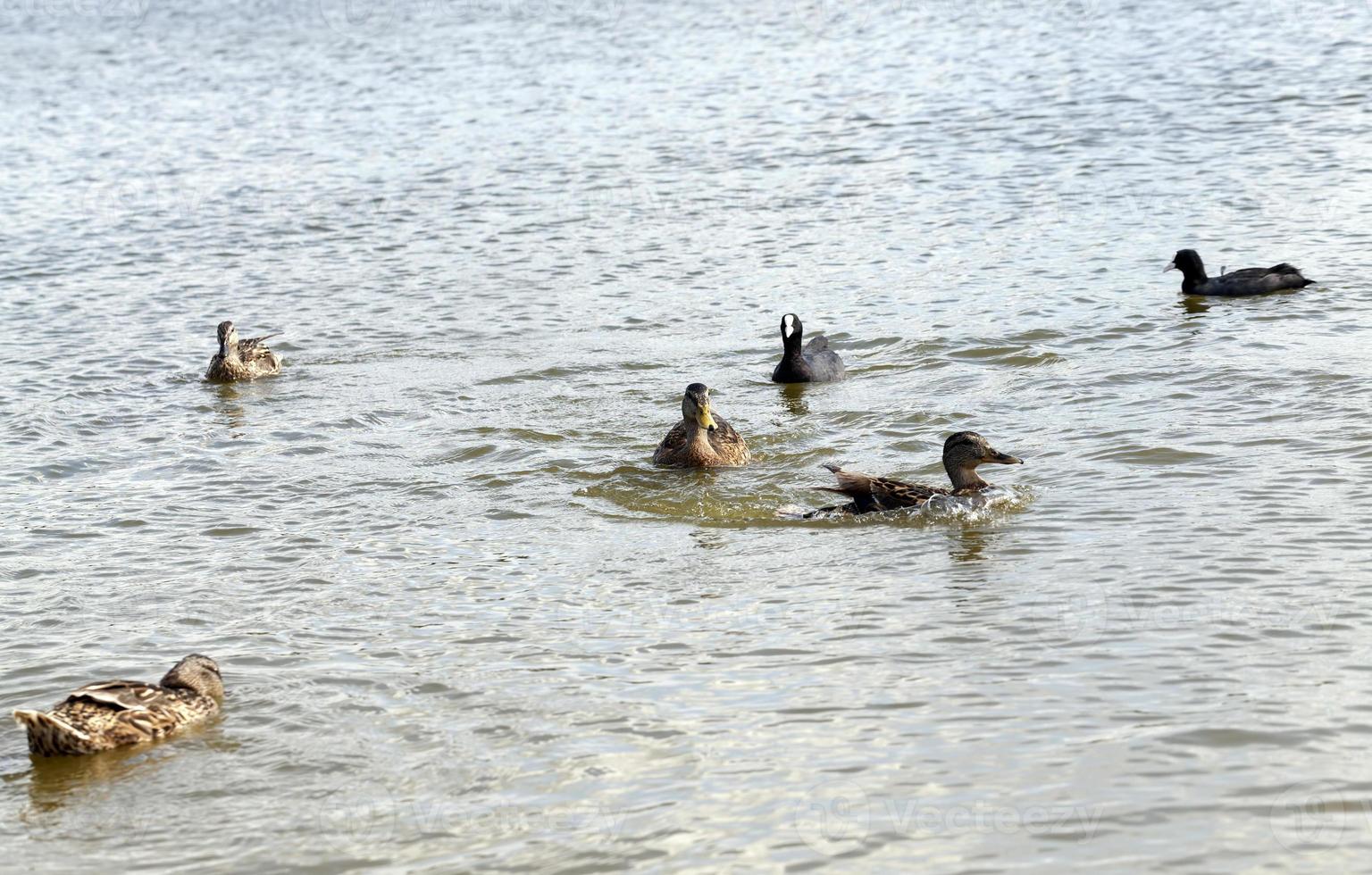 patos selvagens migratórios em lagos europeus foto