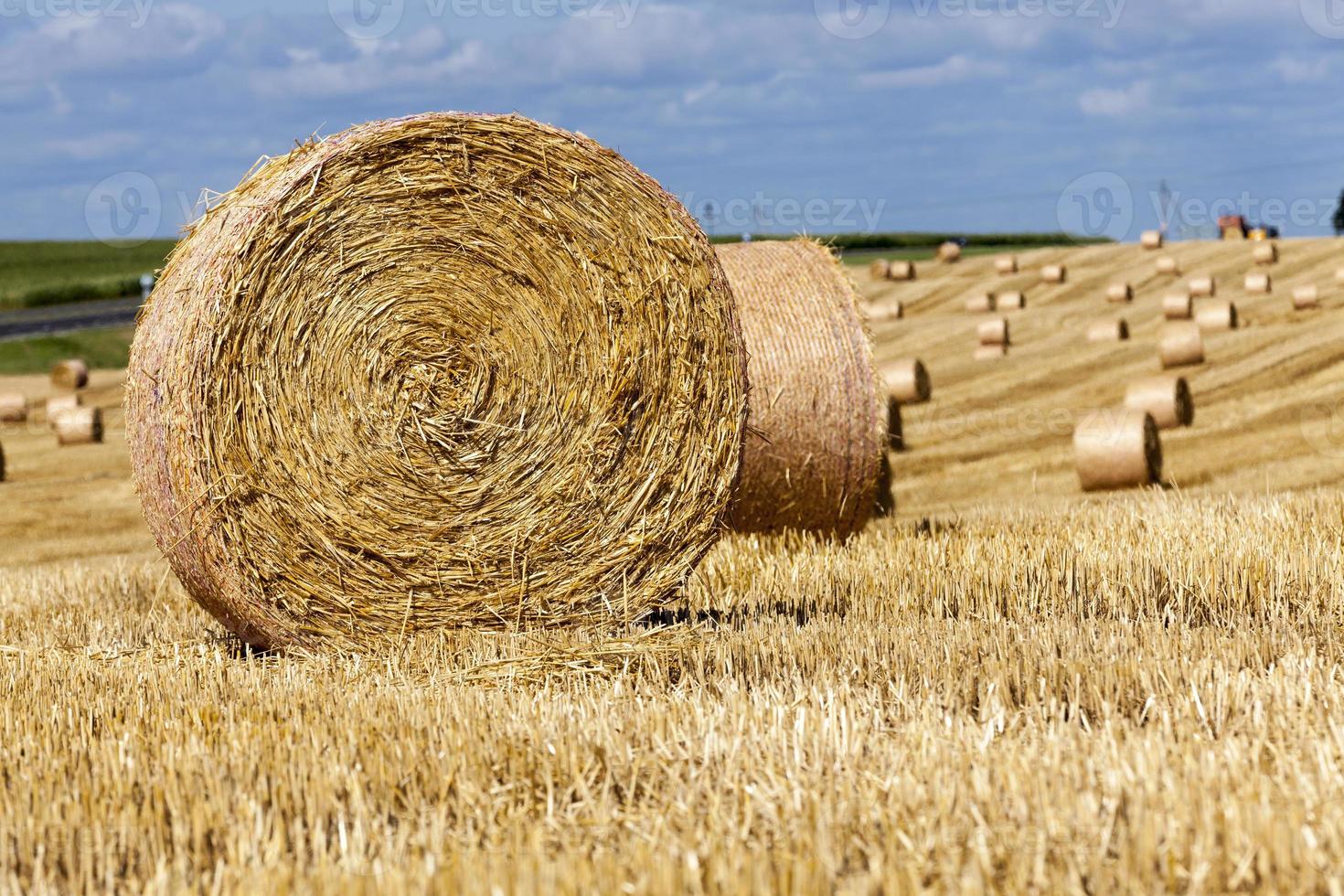 pilhas de palha de trigo foram deixadas após a colheita do trigo foto