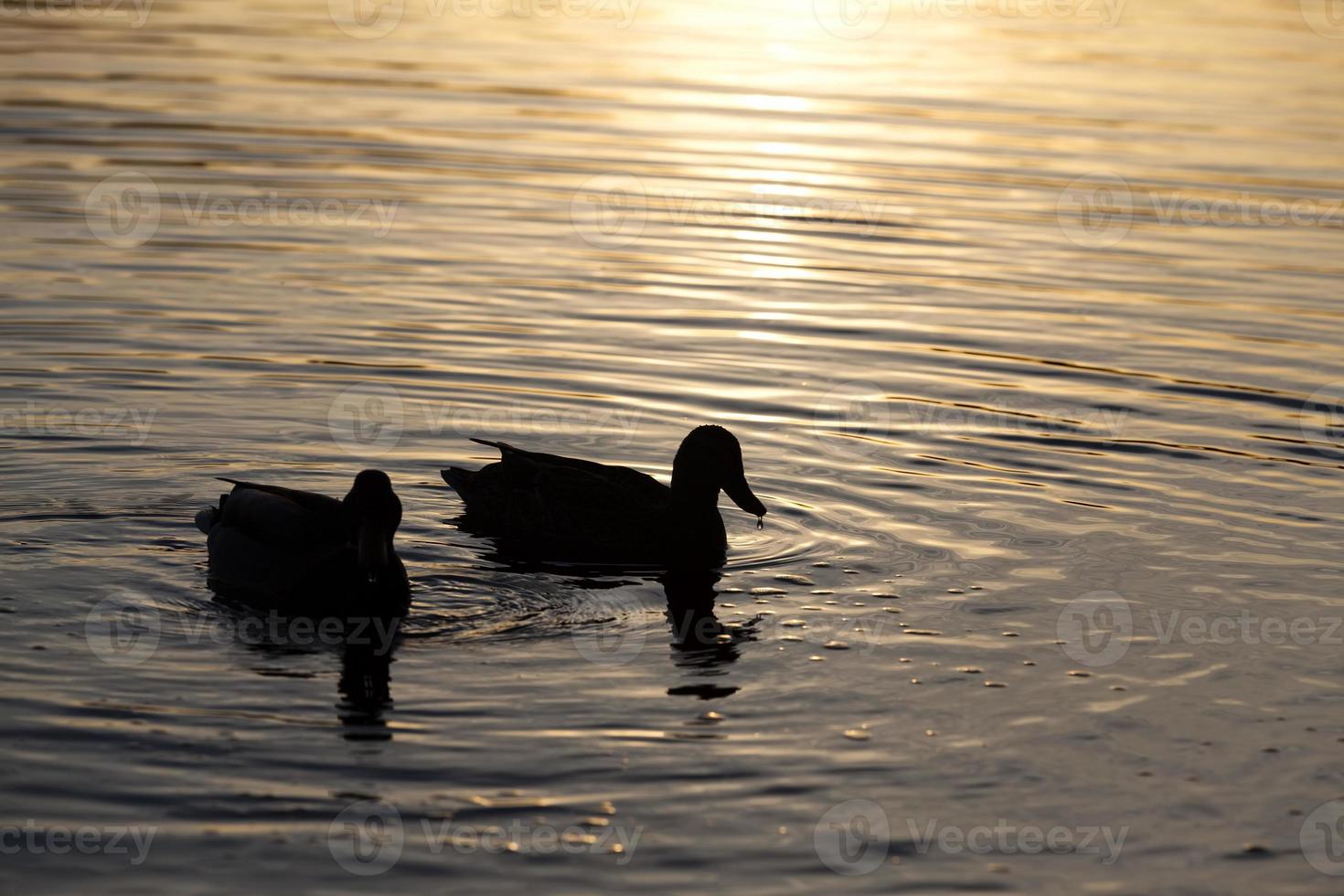 aves aquáticas aves selvagens patos na natureza foto