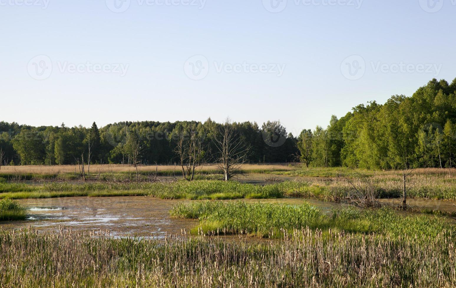 árvores podres e decíduas foto