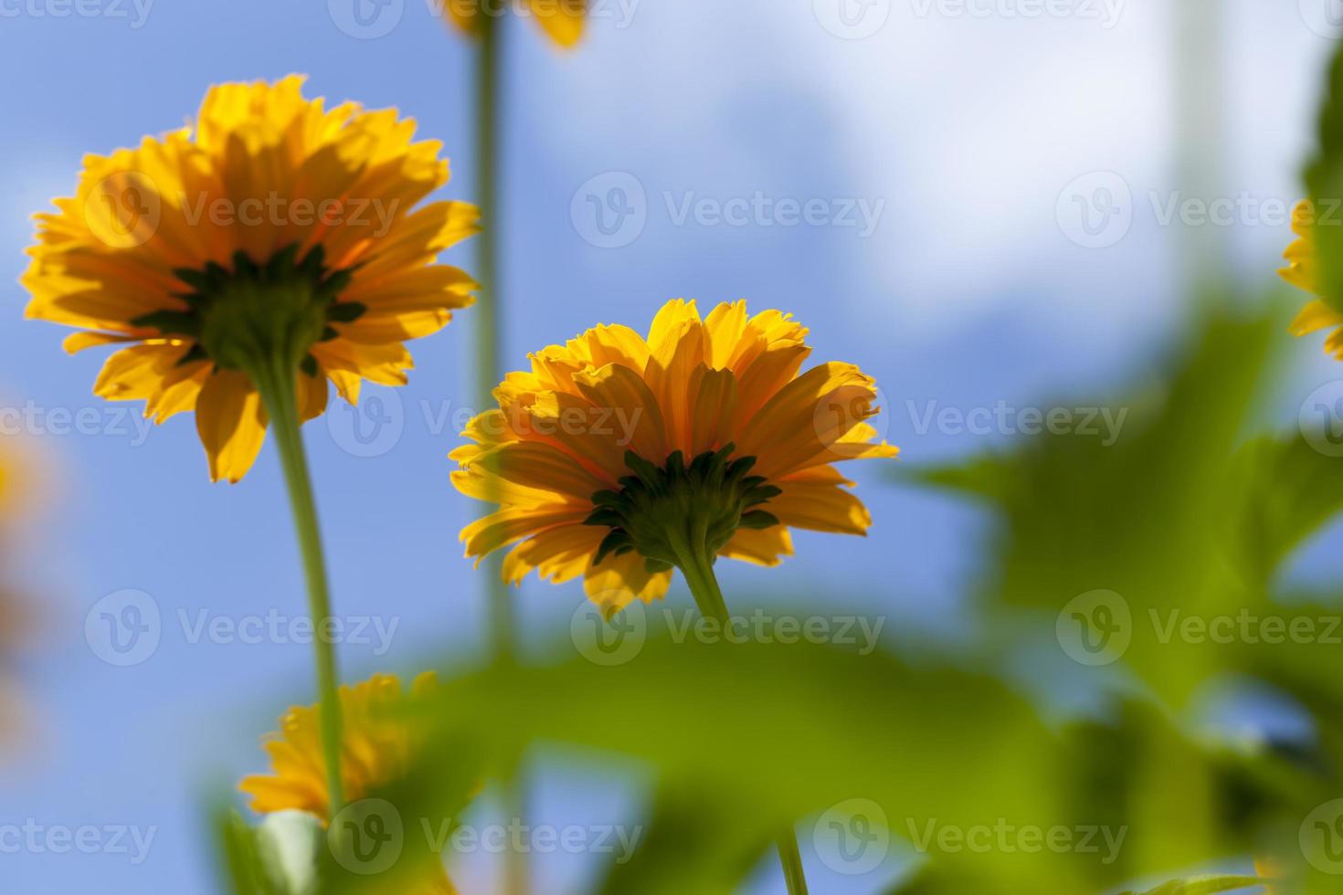 flores alaranjadas amarelas no verão foto