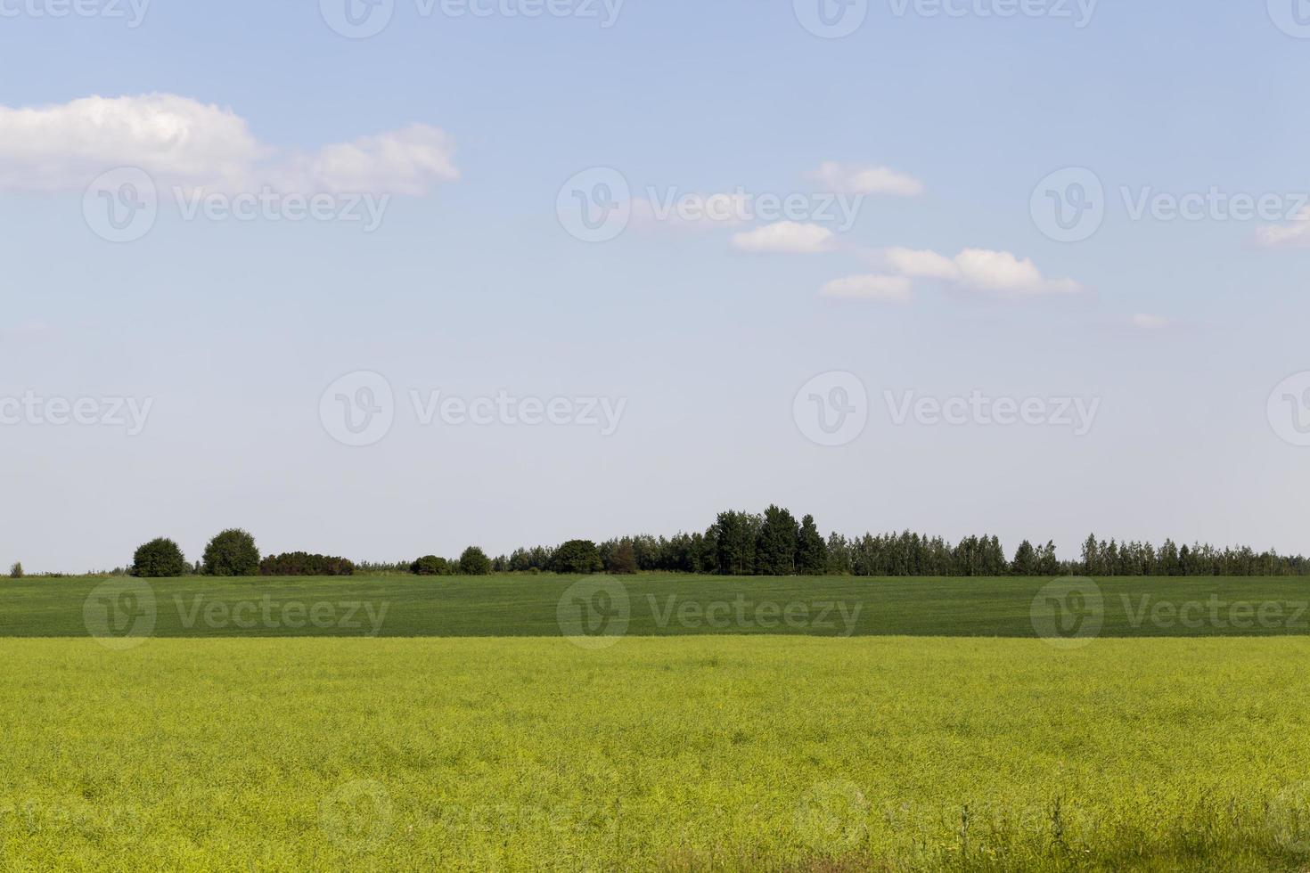 campo agrícola com colza desbotada foto