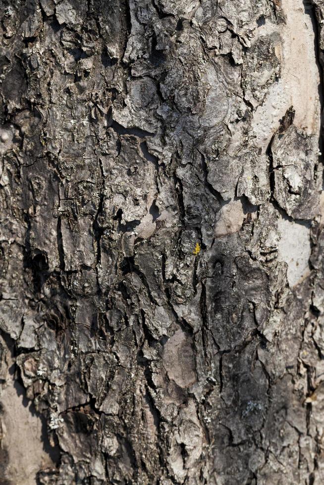 a estrutura da casca da árvore foto