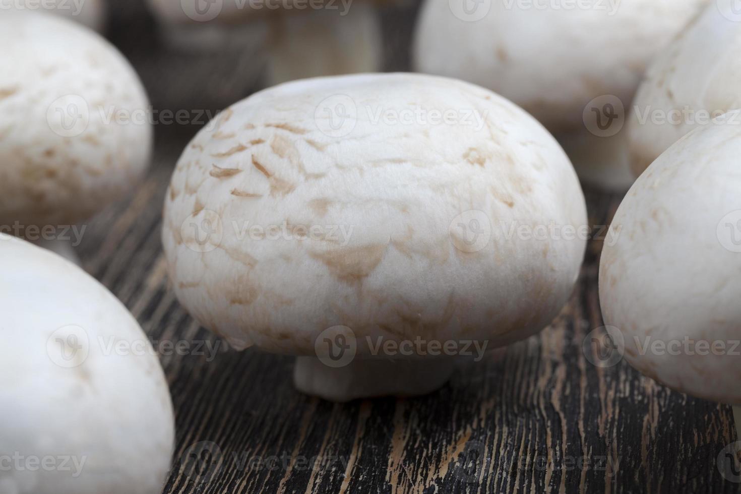 cogumelos não lavados champignon durante o cozimento foto