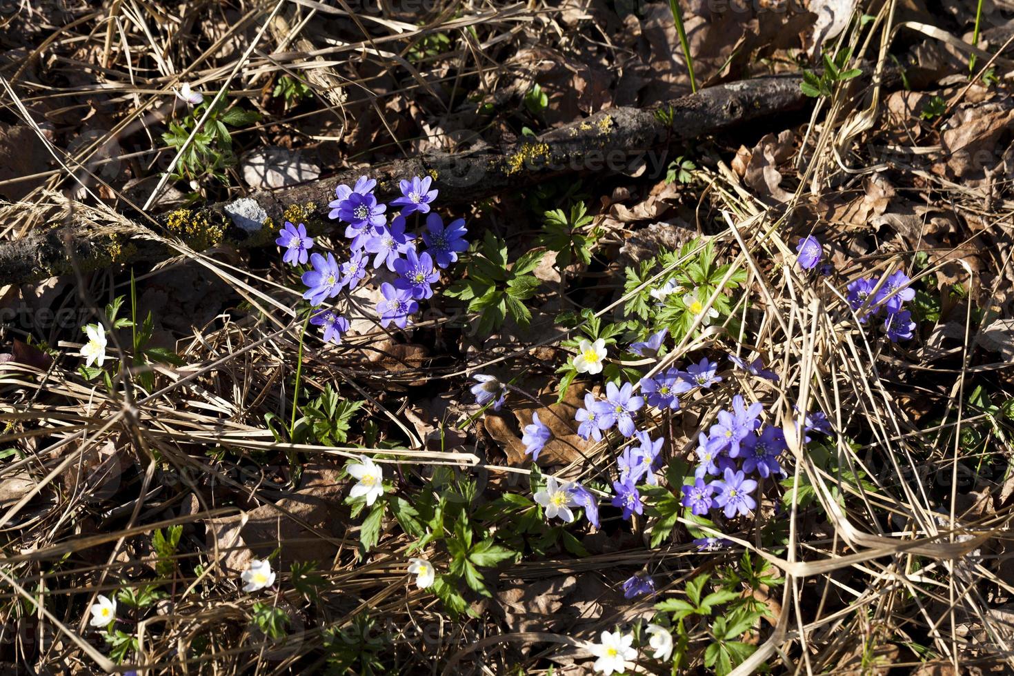 as primeiras flores azuis da floresta na primavera foto