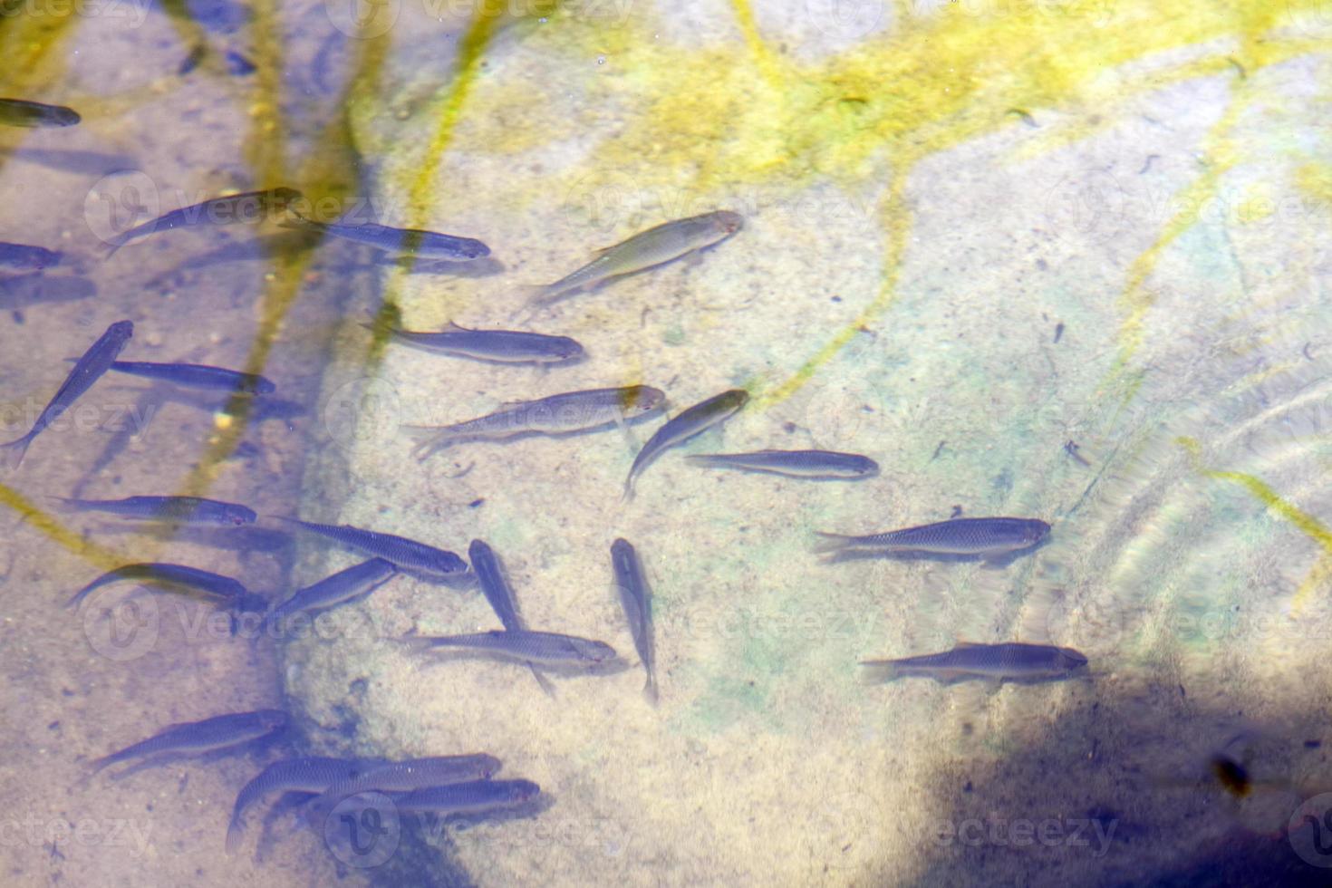 pequenos peixes nadando na água suja lamacenta no lago foto