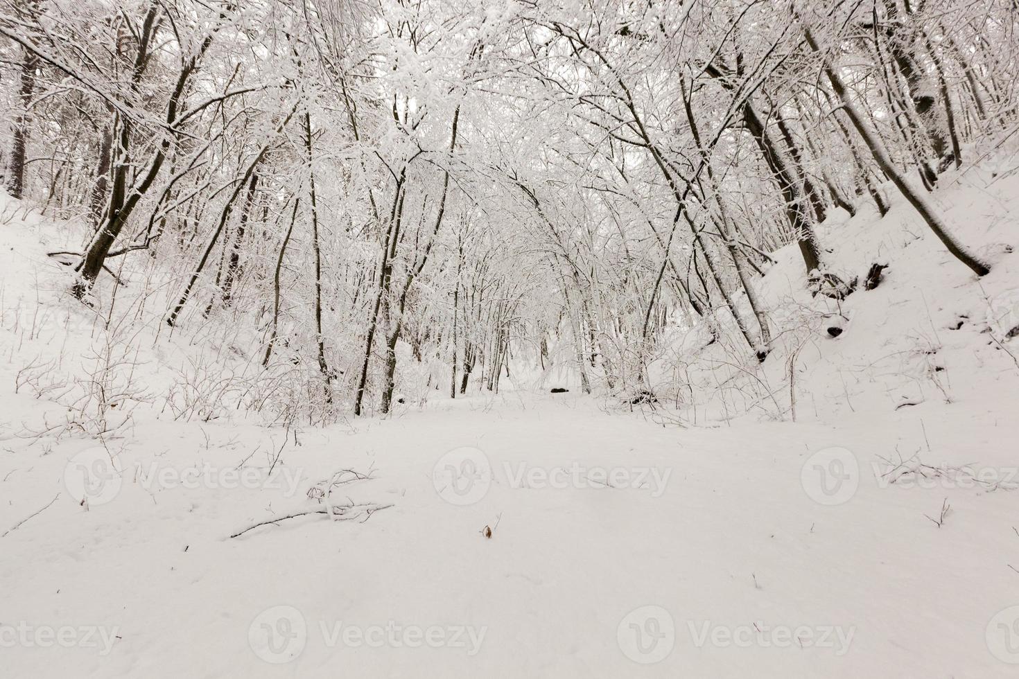 árvores de folha caduca nuas na neve no inverno foto