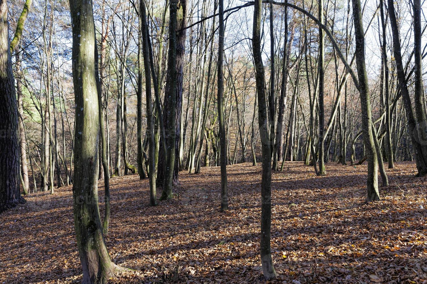 árvores de folha caduca na temporada de outono durante a queda das folhas foto