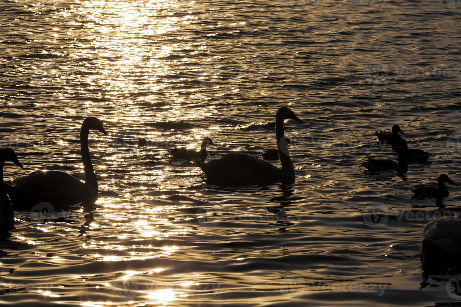 cisne de cor branca ao pôr do sol foto