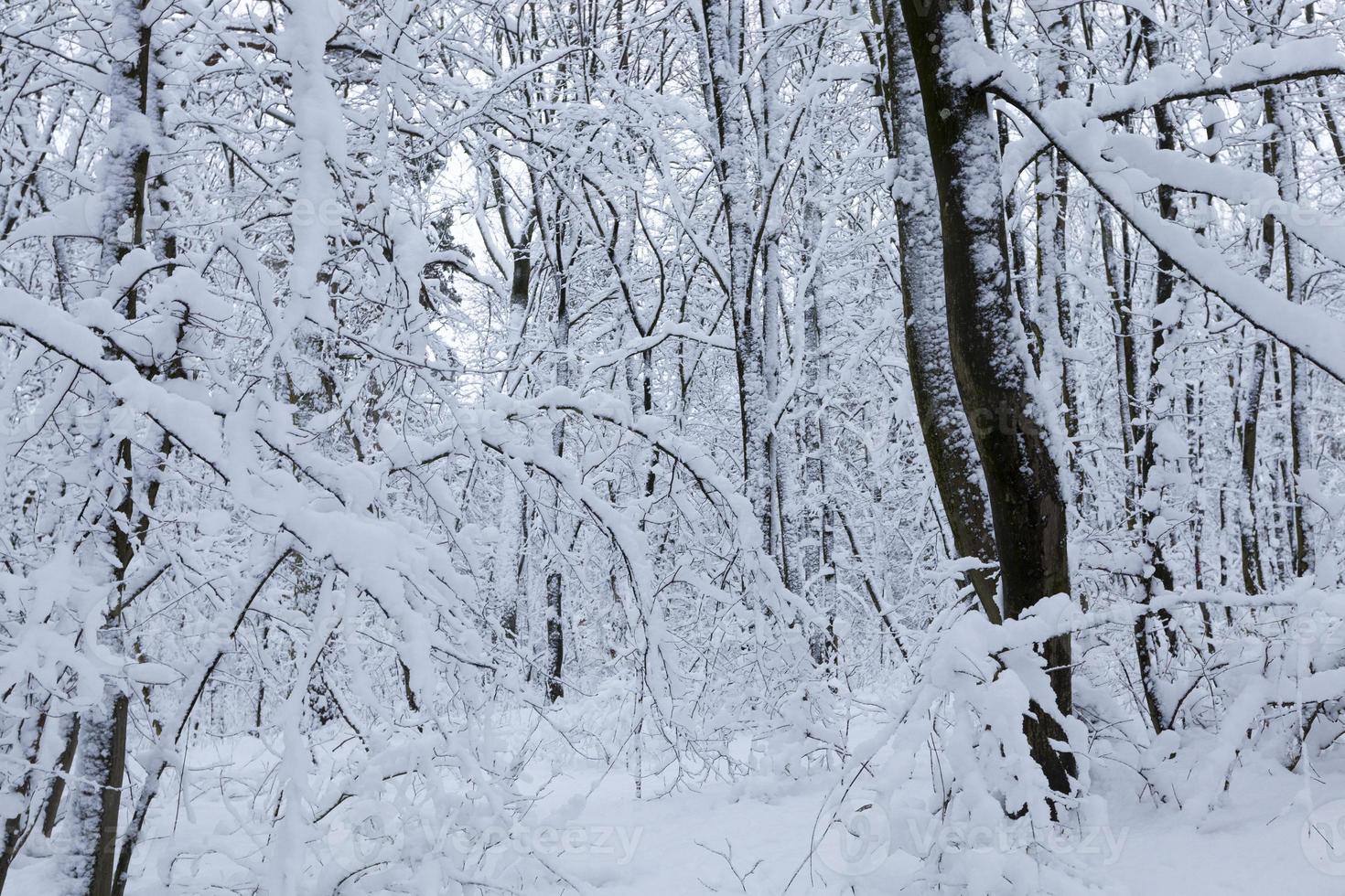 árvores de folha caduca sem folhagem na temporada de inverno foto