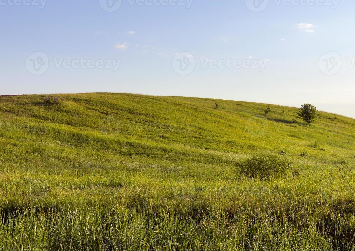 colina de grama verde foto