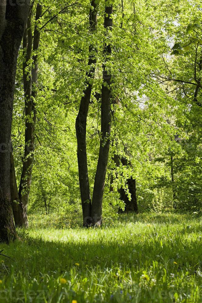 fundo de árvores verdes na floresta foto