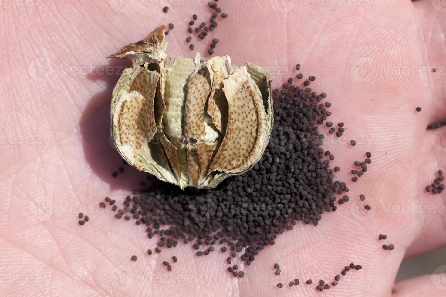 sementes de papoila secas maduras pretas foto