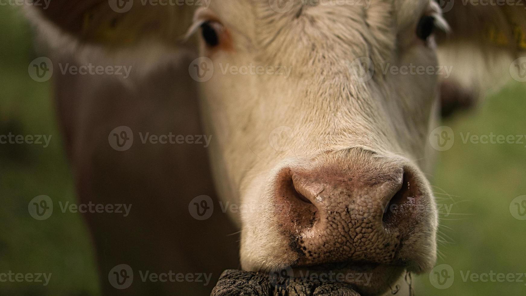 vaca relaxada, apoiando-se em um poste de cerca. foto