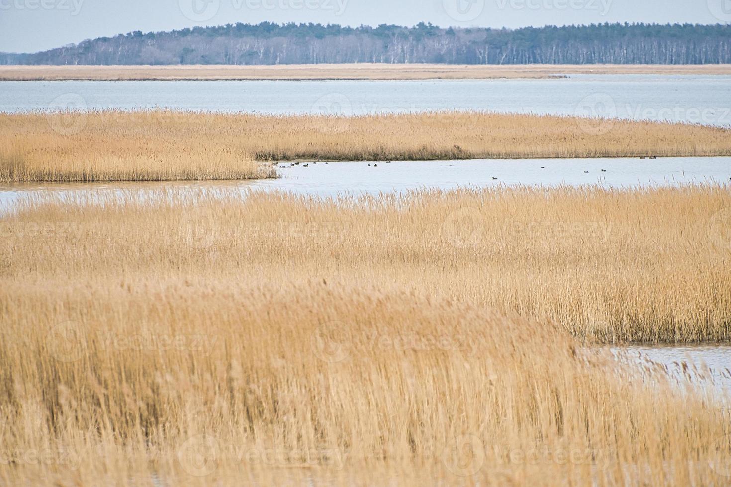 pramort de vigia de pássaros no darss. ampla paisagem com vista para o bodden e o mar Báltico. foto