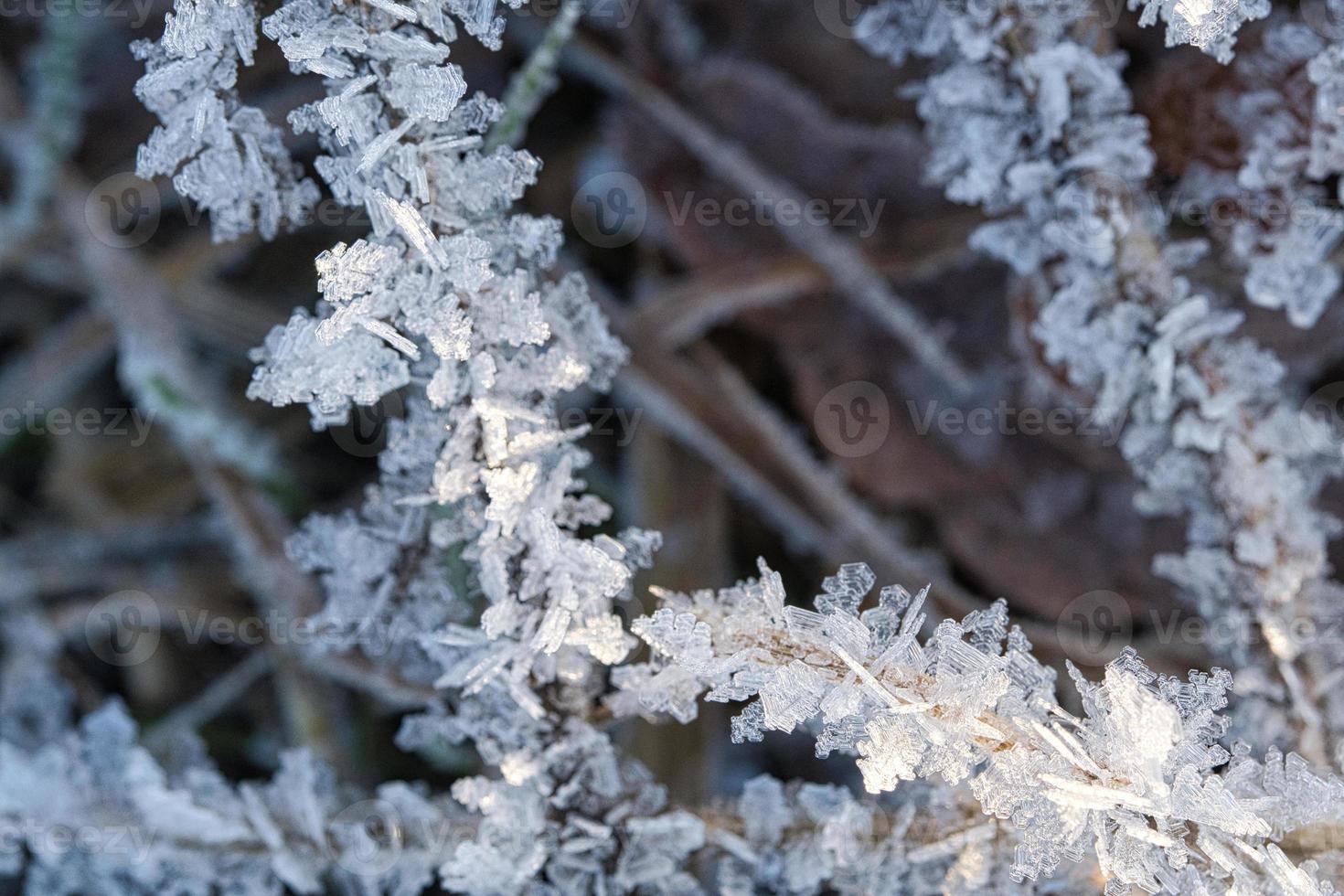 cristais de gelo que se formaram em folhas de grama. formas estruturalmente ricas e bizarras surgiram. foto