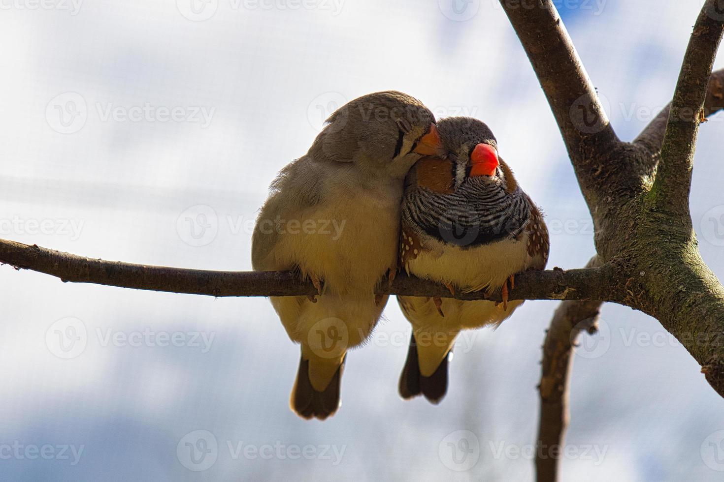 casal de zebra finch apaixonado em um galho afago. foto