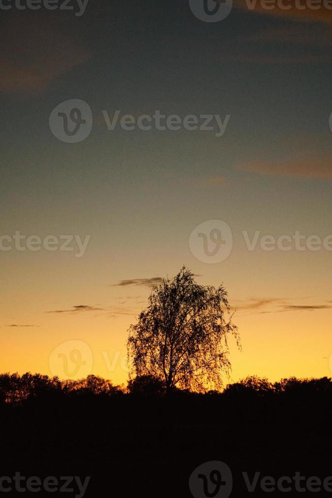 pôr do sol com céu ardente atrás das árvores. foto