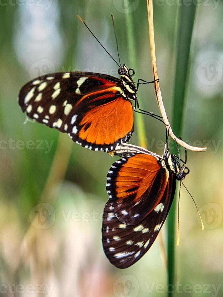 borboleta colorida em uma folha, flor. elegante e delicado foto