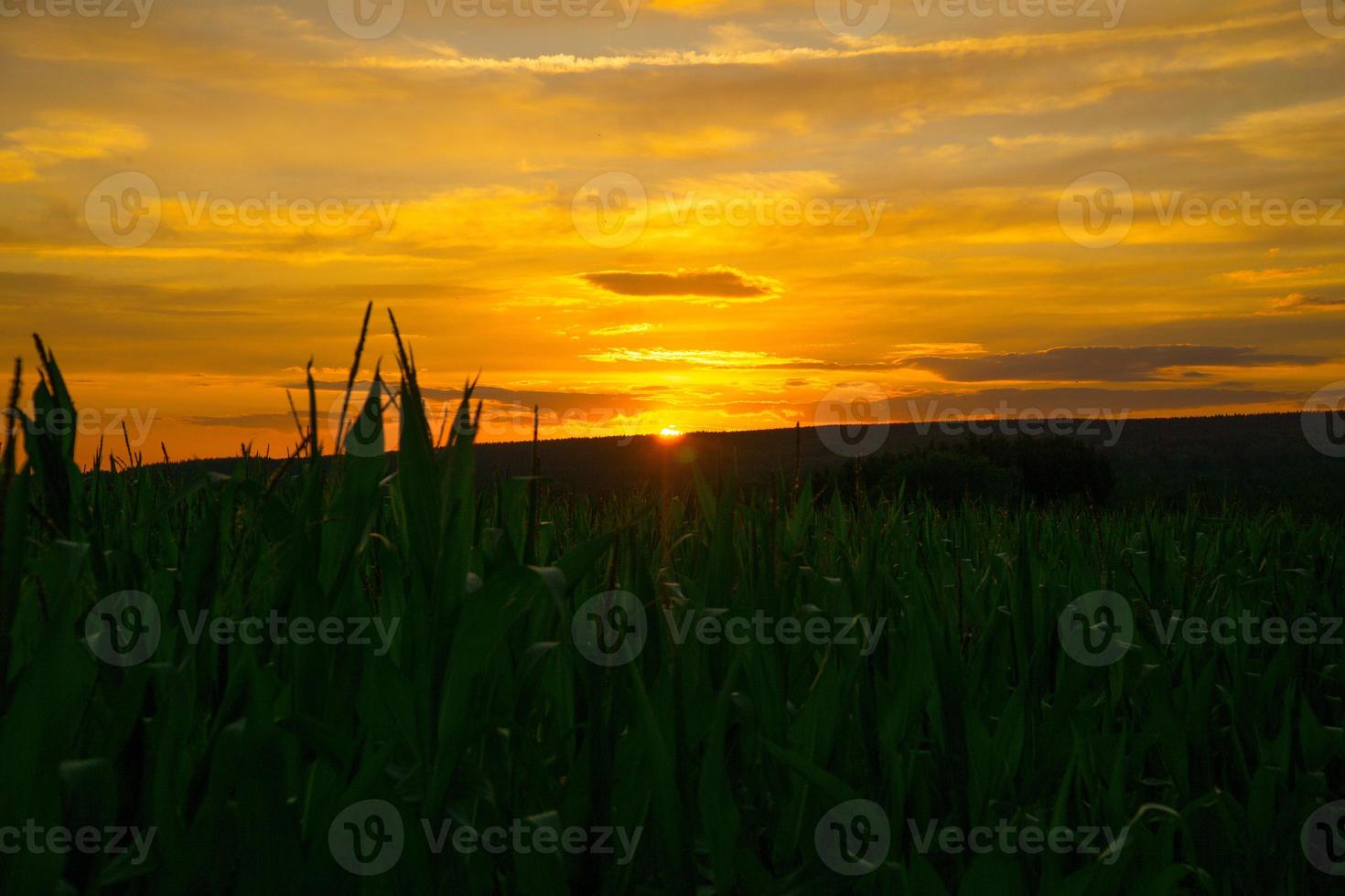 campo de milho ao pôr do sol. paisagem tirada do Sarre. cores fortes de amarelo, verde e laranja. foto