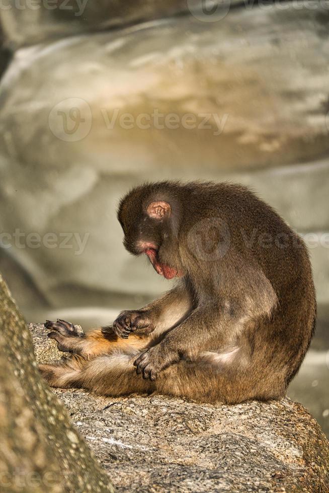babuíno do zoológico de berlim foto