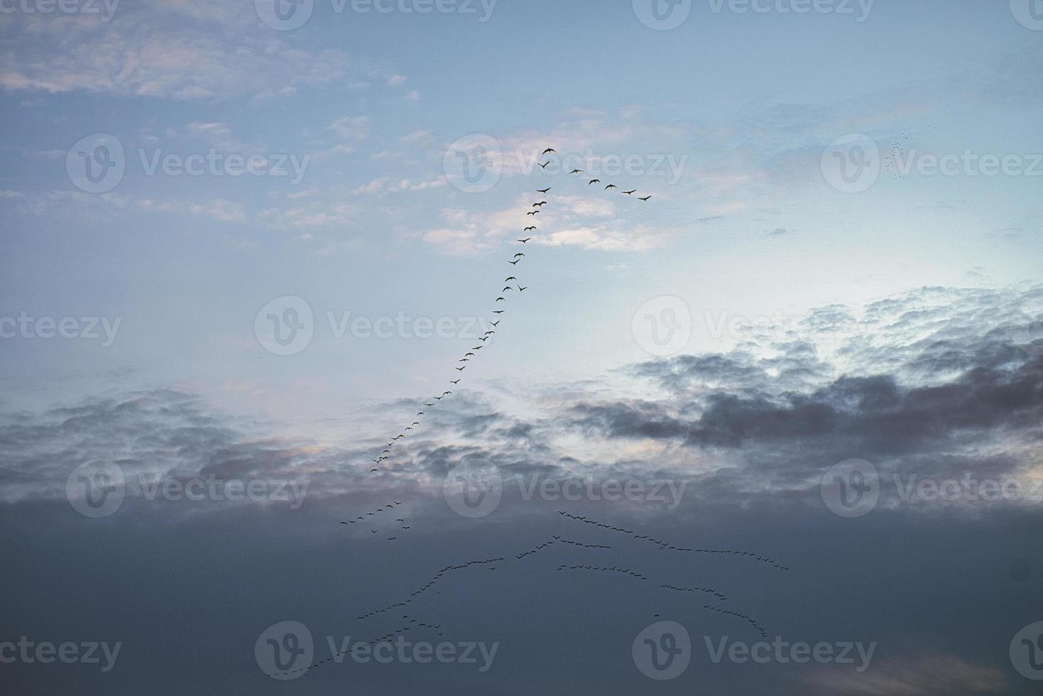 guindastes movendo-se em formação no céu. aves migratórias no darss. foto