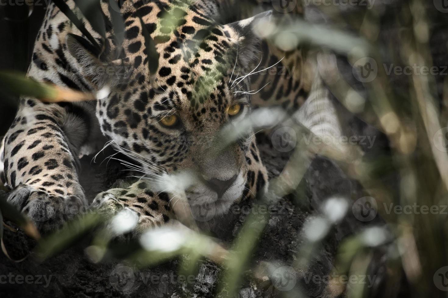 jaguar deitado atrás da grama. pêlo manchado, camuflado à espreita. o grande felino é um predador. foto