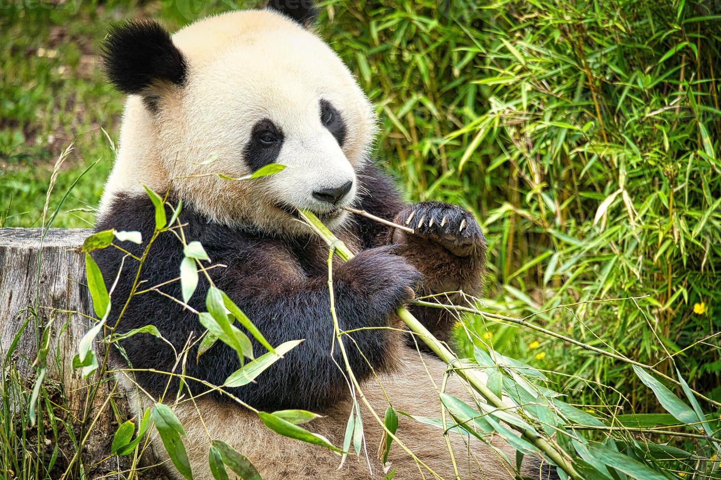 grande panda sentado comendo bambu. espécies em perigo. mamífero preto e branco foto