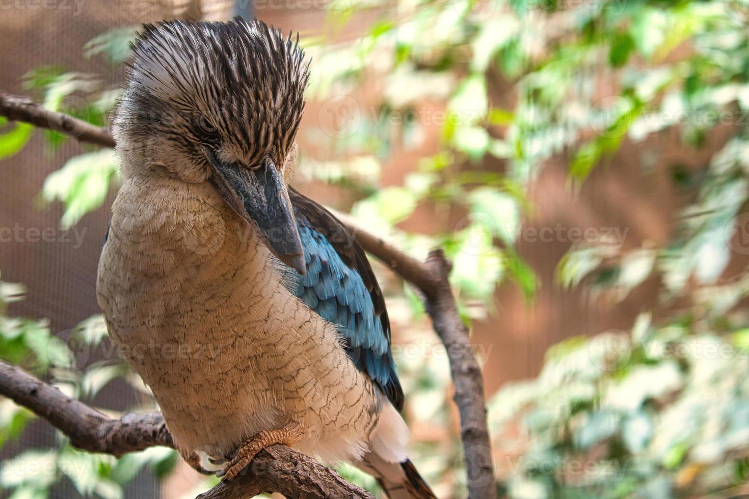 rindo hans em um galho. bela plumagem colorida do pássaro australiano. foto