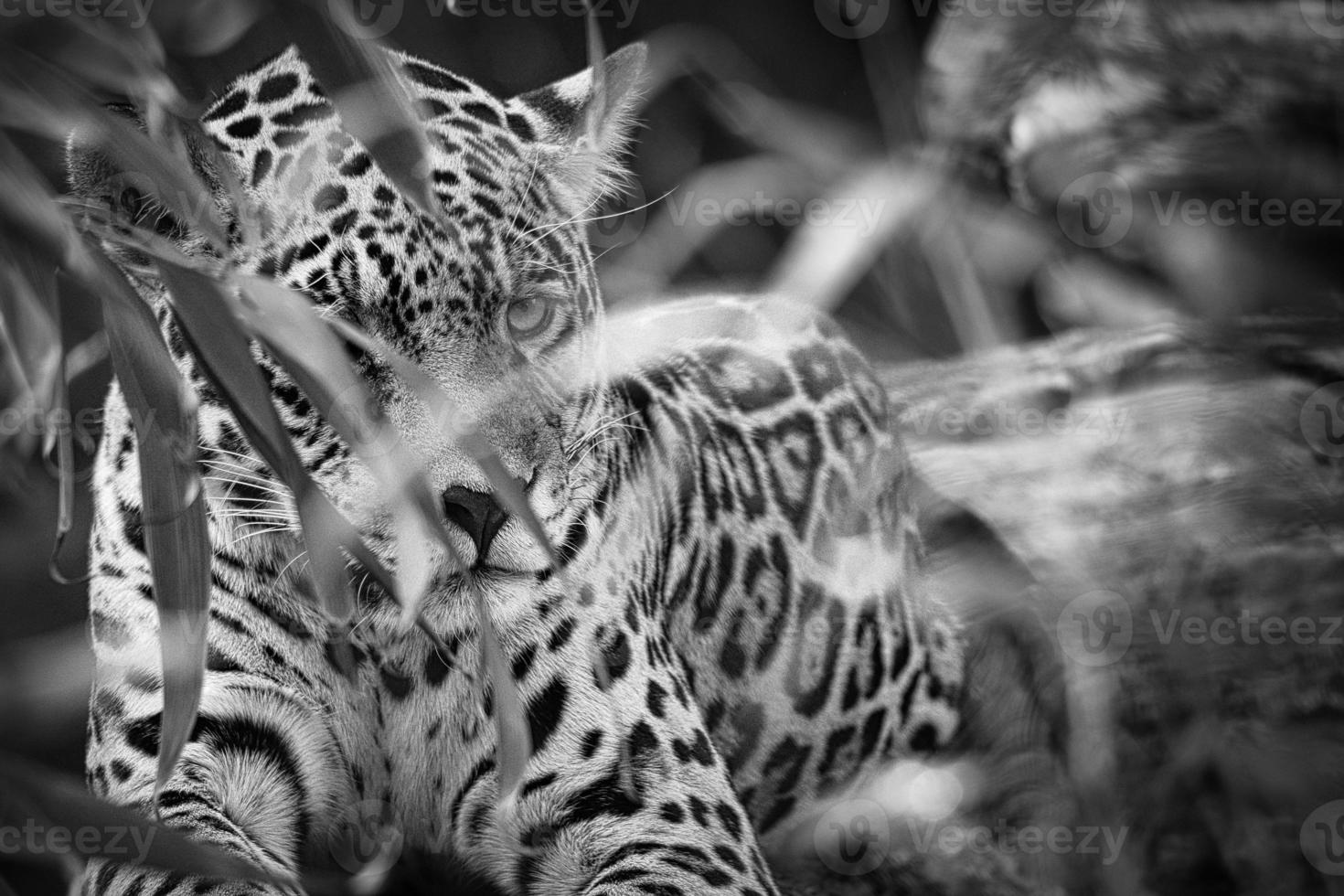 jaguar em preto e branco, deitado atrás da grama. pêlo manchado, camuflado à espreita. foto