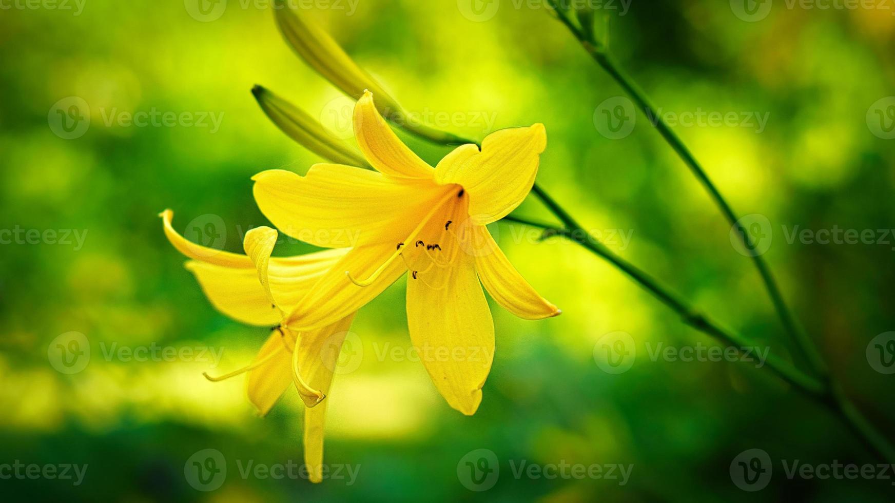 lindo lírio amarelo com lindo bokeh. folhas verdes completam a harmonia de cores. foto