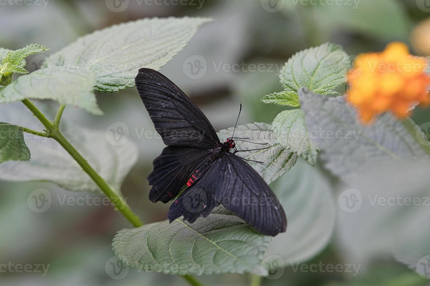 borboleta exótica em uma folha. borboleta delicada e colorida. foto