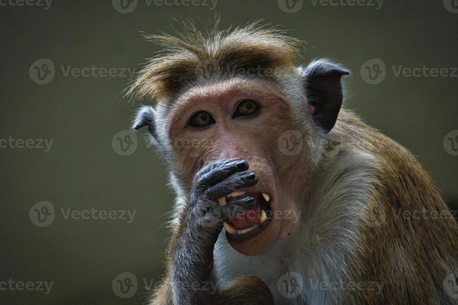 macaco rhesus sentado em um galho e fazendo xixi nos dentes. foto animal de um mamífero