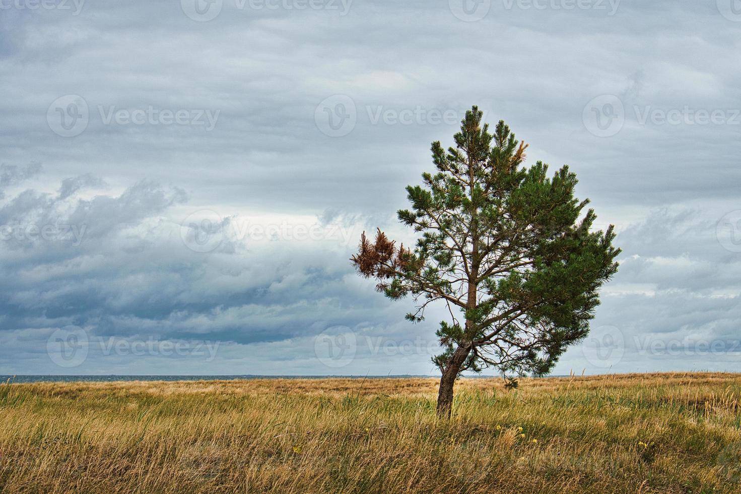 paisagem atirou sobre as dunas no outono com árvore solitária. foto