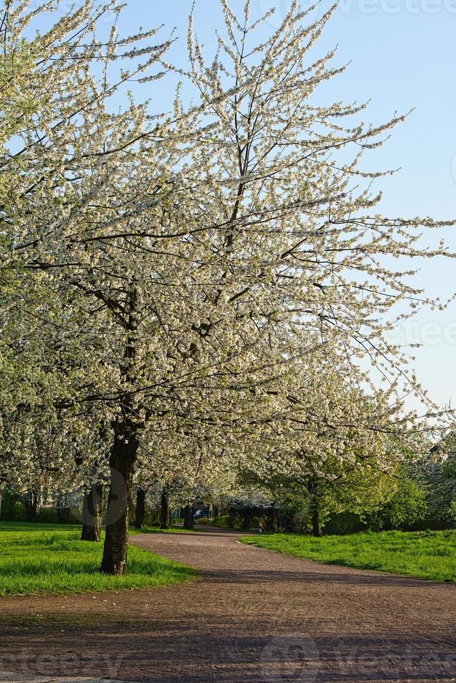 flores de cerejeira no parque em berlim. na primavera, as cerejeiras florescem foto