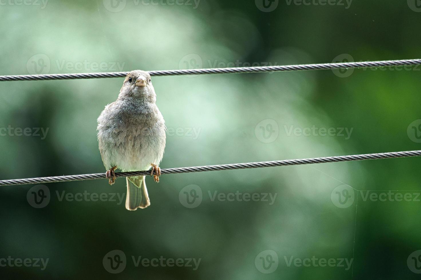 pardal marrom sentado em uma corda de fio. pequeno pássaro canoro com bela plumagem. foto