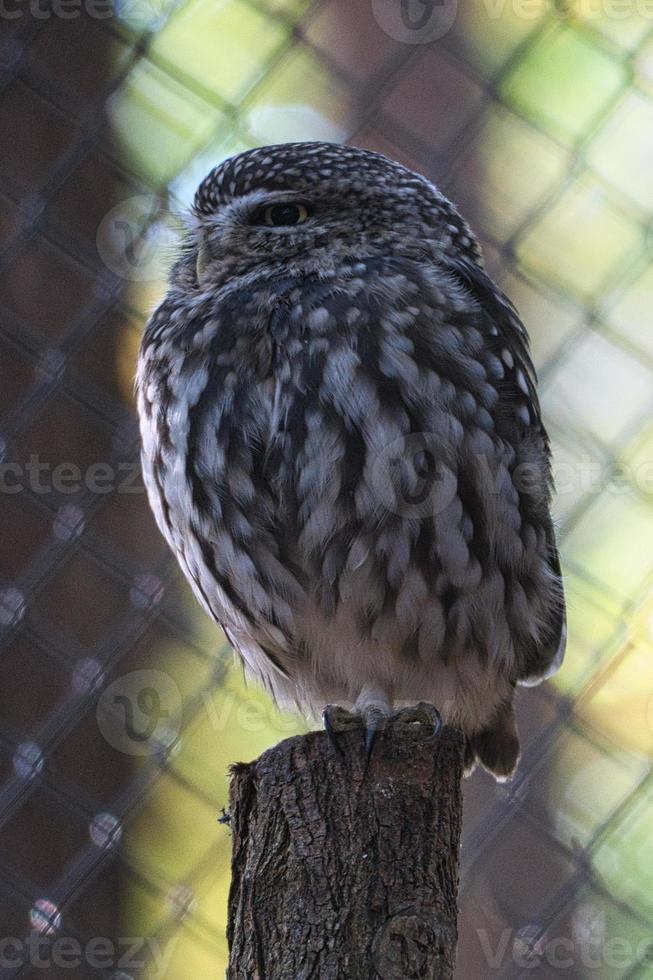 um pequeno kautz em um tronco de árvore foto